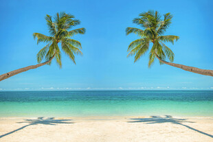 热带海滩双椰树美景