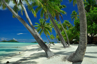 热带海滩椰林美景