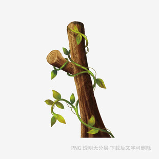 藤蔓缠绕的树干
