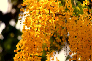 金黄花串垂挂
