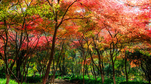 秋日枫林美景