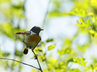 枝头小鸟展翅欲飞