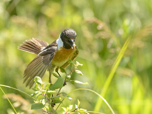 小鸟枝头展翅瞬间