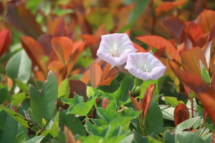 旋花