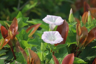 旋花