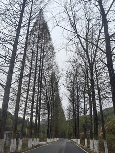 树的延伸