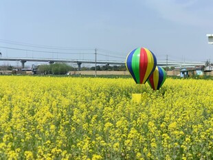 油菜花