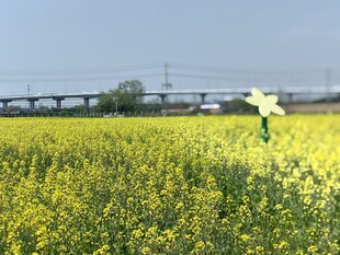 油菜花