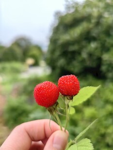 野果