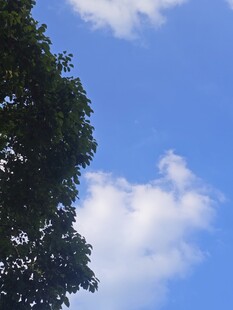 蓝天绿树间的白云美景