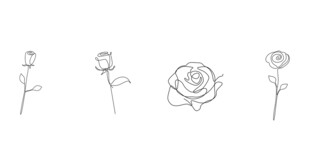 简约线条玫瑰花卉线稿png
