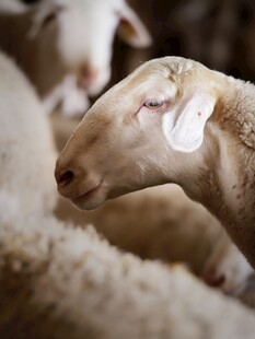 一群绵羊的特写画面