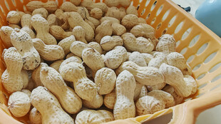 装满花生的橙色塑料筐