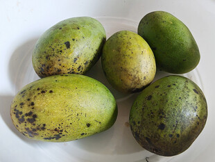 新鲜带黑斑的青芒果