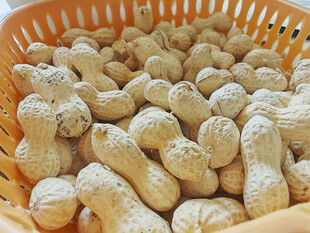 竹篮里的饱满花生