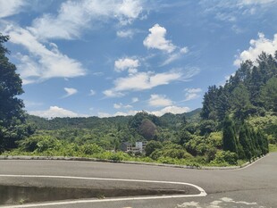 蜿蜒公路旁的葱郁山林