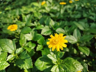 蟛蜞菊