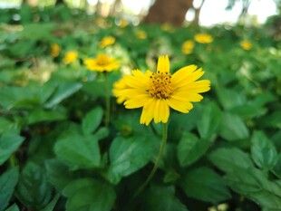 蟛蜞菊
