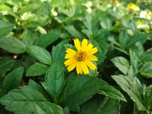 蟛蜞菊