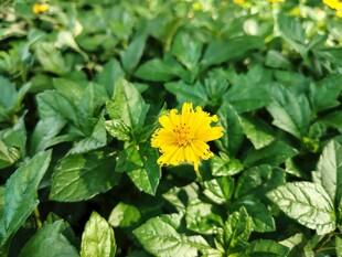蟛蜞菊