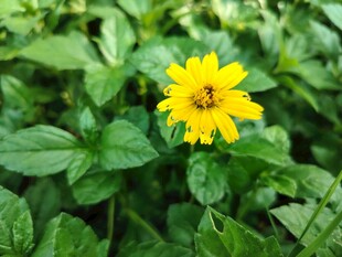 蟛蜞菊