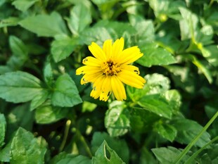 蟛蜞菊