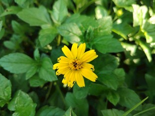 蟛蜞菊