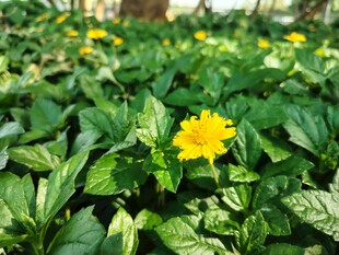 蟛蜞菊