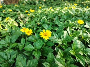 蟛蜞菊