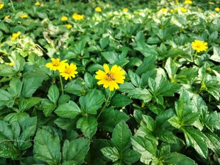 蟛蜞菊