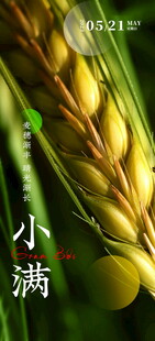 小满节气海报