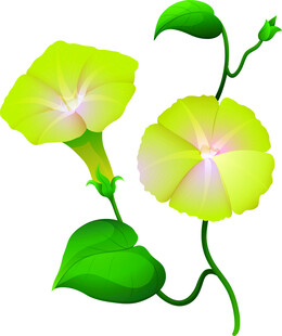 两朵绽放的黄色牵牛花