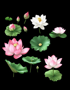 荷花荷叶素材