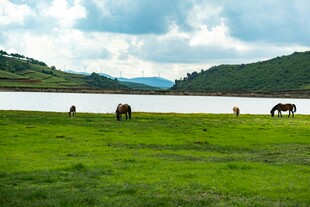 草原湖畔骏马悠然图景