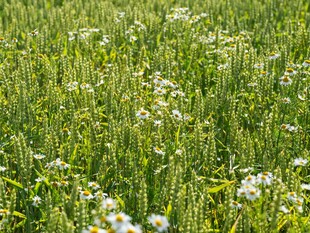 绿意盎然的野花草地