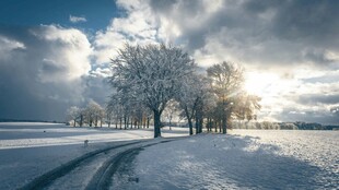 冬日雪野孤树美景