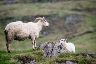 山坡上的母羊与小羊羔