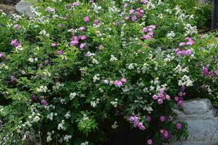 蔷薇花  