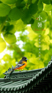 小暑节气海报