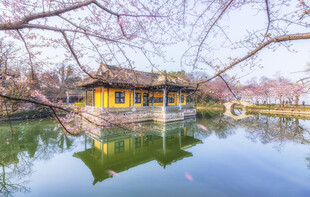 樱花与古建筑