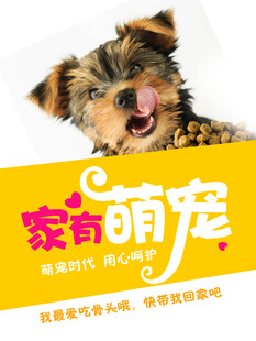 可爱家宠小狗吐舌卖萌