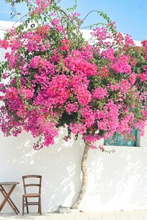 粉色三角梅装点的庭院角落