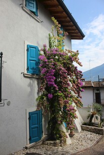 乡村小屋旁的绚烂花藤