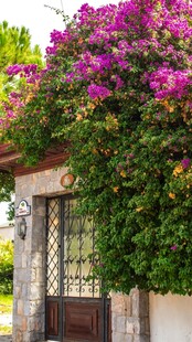 繁花簇拥的古朴门庭