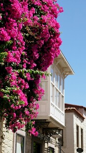 粉色繁花装点的美丽建筑