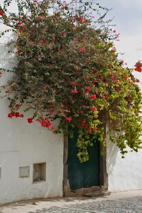 白色小屋旁的繁花绿植