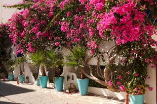 蓝盆三角梅装点的美丽景致