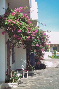 繁花装点的宁静街道