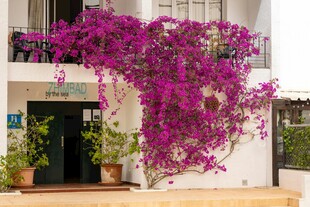 紫色三角梅装点的建筑入口