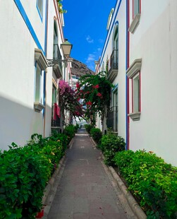 小巷绿植装点的清新景致